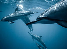 马德里网球公开赛:萨巴伦卡击败高芙获女单冠军